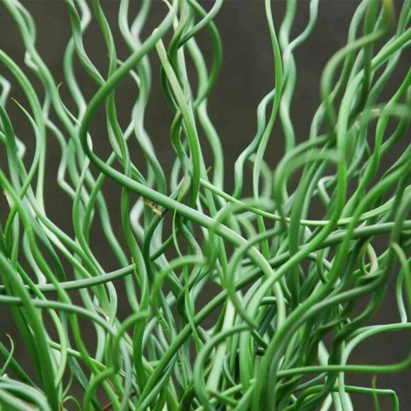 Juncus effusus spiralis Spiralis békaszittyó