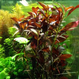 ludwigia repens rubin akváriumi növény