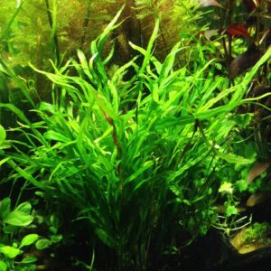 Microsorium Trident akváriumi növény