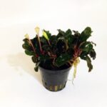 Bucephalandra lamandau mini red