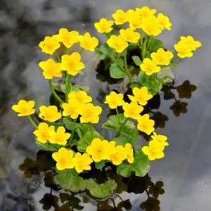 CALTHA PALUSTRIS (Mocsári gólyahír)