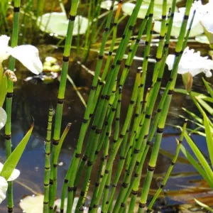 Equisetum japonicum japán zsurló