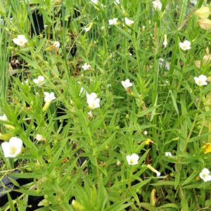 Gratiola officinalis Csikorgófű