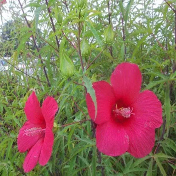 Hibiscus palustris mocsári hibiskus