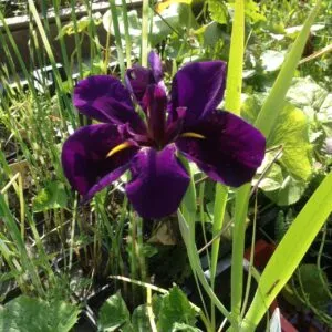 Iris louisiana "Black Gamecock"