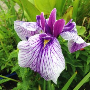 Iris kaempfery mocsári írisz