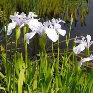 Iris Laevigata snowdrift Japán írisz