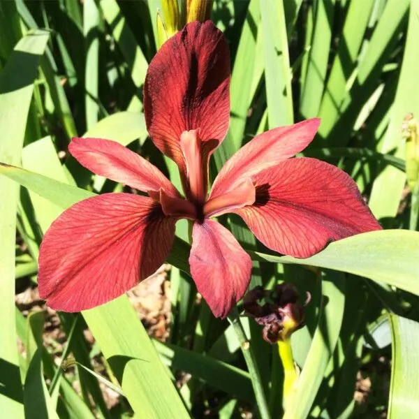 Iris louisiana Red