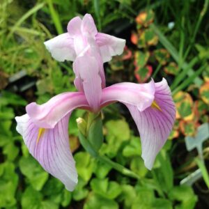Iris laviegata rose queen