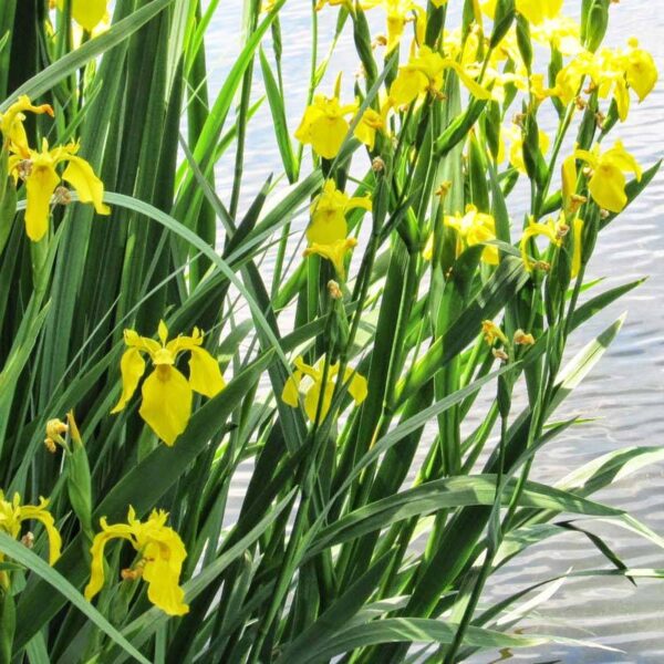Iris louisiana yellow