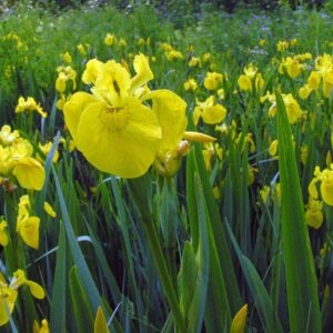 Iris pseudocorus (mocsári nőszirom)