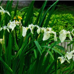 Iris pseudocorus Creme de la Creme
