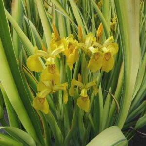 Iris pseudocorus variegata csíkos levelű mocsári nőszirom