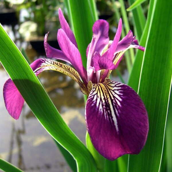 Iris versicolor Kermesina