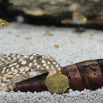 jbl pronovo pleco wafer m