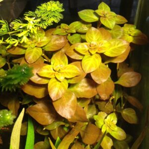 Ludwigia orange akváriumi növény