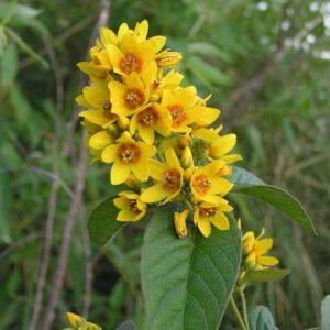 Lysimachia Vulgaris Közönséges lizinka