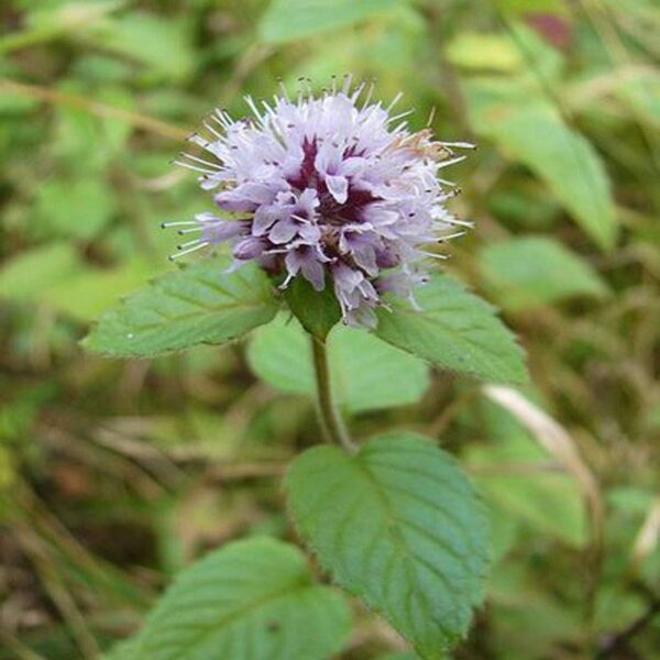 Mentha aquatica ( vizi menta)