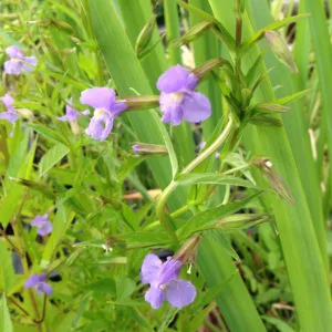 Mimulus ringens Lila bohócvirág