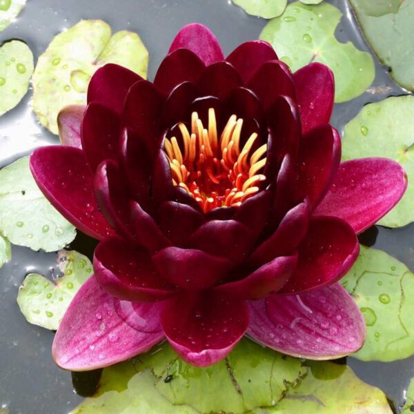 Nymphaea Black Princess