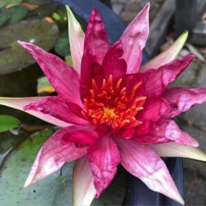 Nymphaea Red spider