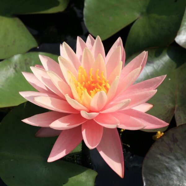 nymphaea sunny pink