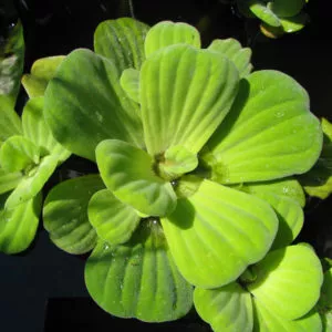 pistia