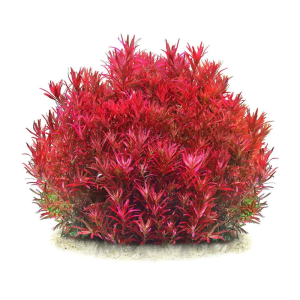 Rotala rotundifolia akváriumi növény