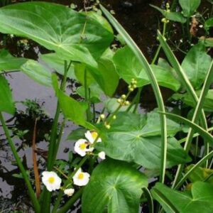 Sagittaria Japonica kerti tavi növény