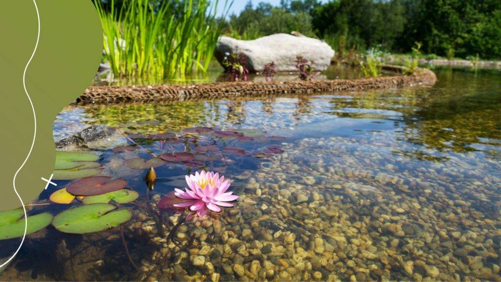 A kerti tó szűrése: Milyen az ideális kerti tavi szűrő