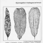 Aponogeton madagacariensis fajok