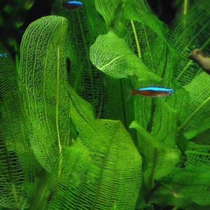 Aponogeton henkellianus rácsos levelű akváriumi növény
