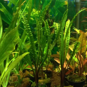 Cryptocorine balansae hamis fodroslevelű vizikehely akváriumi növény