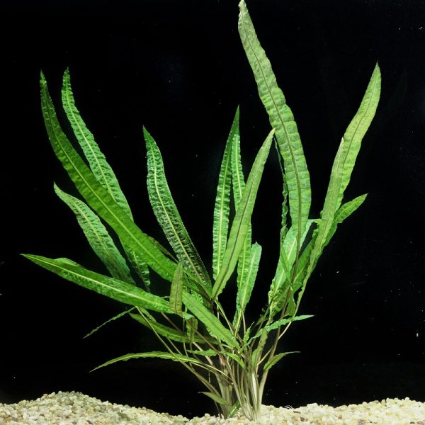 Cryptocoryne balansae fodroslevelű vizikehely akváriumi növény