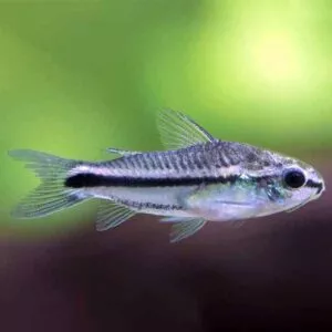 Corydoras pygmeus törpe pácélosharcsa akváriumi hal