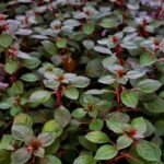 ludwigia super red mini akváriumi növény