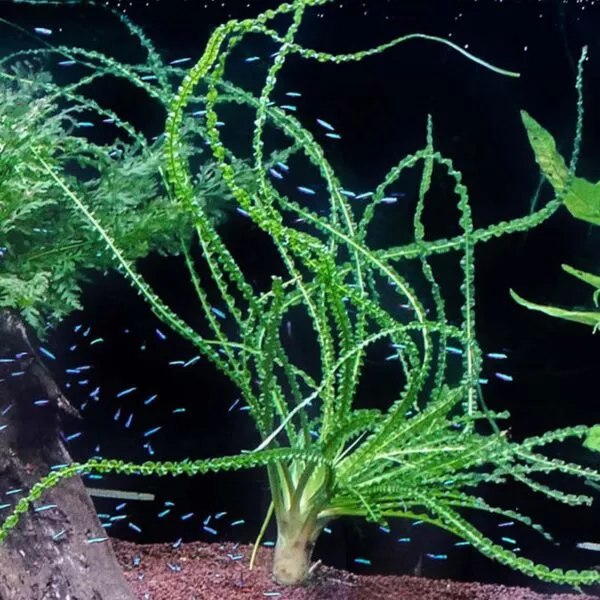 Crinum calamistratum akváriumi vizi növény