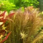 Rotala akváriumi növény