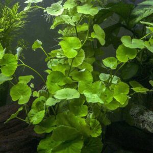 hydrocotyle leucocephala akváriumi növény