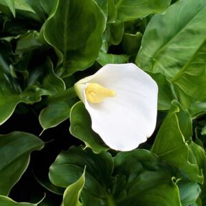 Zantedeschia aetopica fehér kála kerti tavi növény