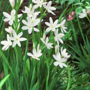 Schizostylis coccinea kerti tavi növény