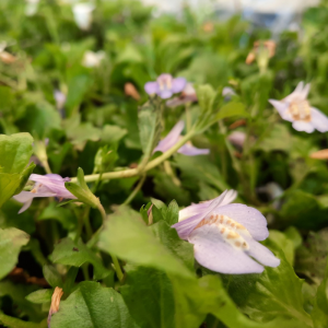 mazus reptans