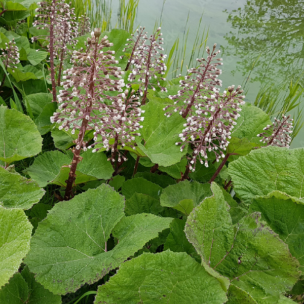 petasites hybridus, vörös acsalapu