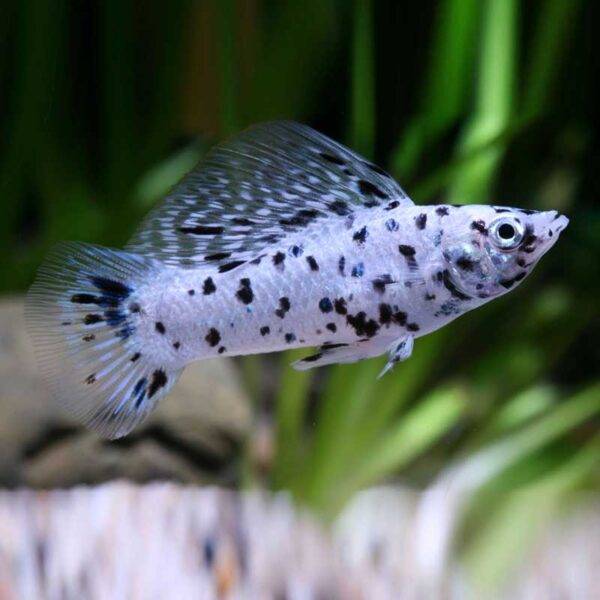 Dalmata Molly Poecilia Sphenops Aquapet