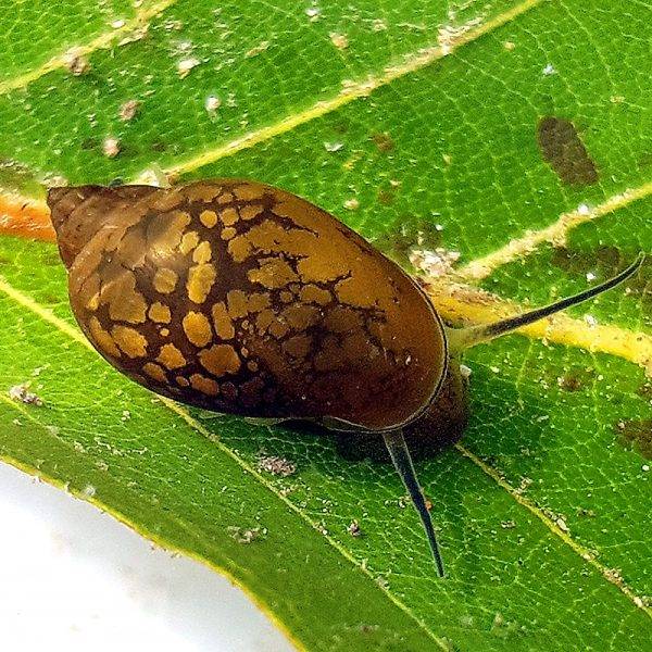 Hólyagcsiga (Physella acuta)