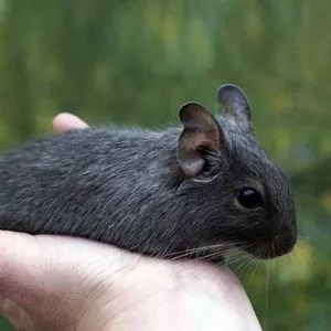 degu