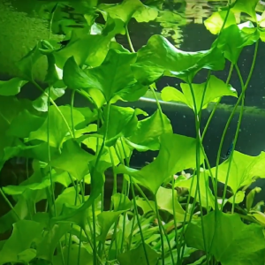 nymphoides taiwan akváriumi növény