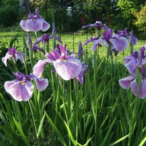 Iris kaempfery Prairie Glory (mocsári írisz)