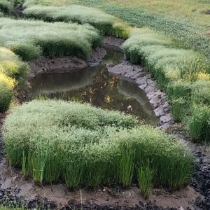 Juncus tenuis