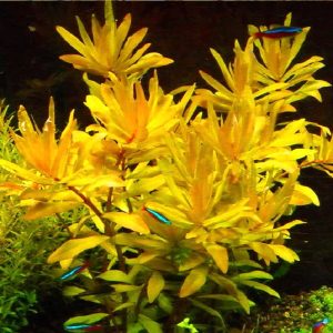 Nesaea Gold akváriumi növény